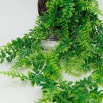 Detalles de las hojas de Filicopsida