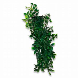 Maceta De Helecho Hoja Asiática