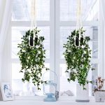 Hoja japonesa con maseta