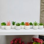 Maceta De Porcelana Con Suculenta