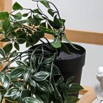 Maceta De Helecho Hoja Asiática