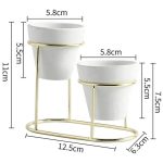 Medidas de la base de la suculenta