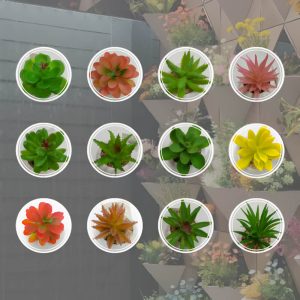 Maceta De Porcelana Con Suculenta