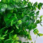 detalles de las hojas