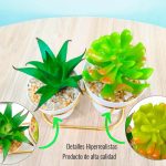 detalles de las suculentas en maceta