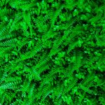 Follaje Artificial Helecho Boston Mixto