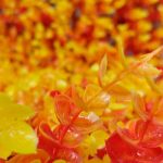 detalljes de las hojas del follaje otoño