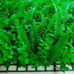 hojas delfollaje de helecho mixto